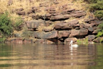 Travel, Rajasthan, Chambal River Safari, Ravinder Singh Tomar, Kota, Chambal Safari, Vindhyans, Bird watching